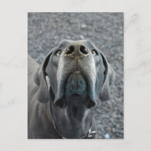 The Dane Nose Postkarte (Vorderseite)