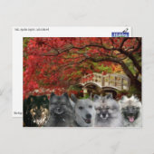 The Dogs of the Inn Postcard Postkarte (Vorne/Hinten)