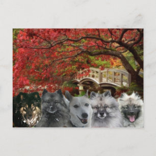 The Dogs of the Inn Postcard Postkarte