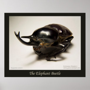 The Elephant Beetle Poster