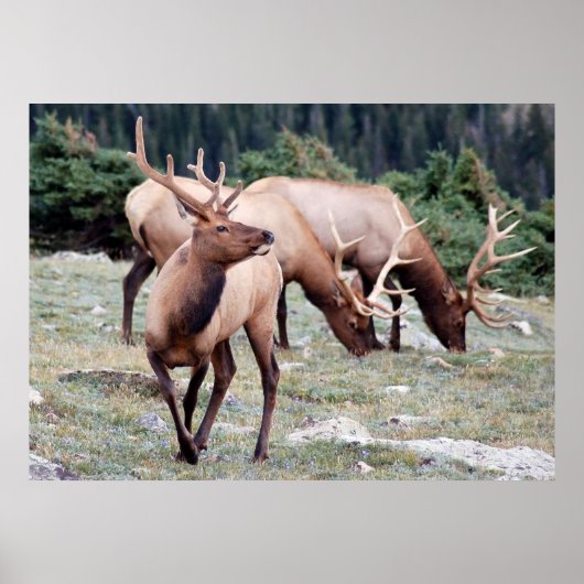 The Elks Club Poster (Vorne)