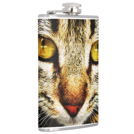 The expressive look of a domestic cat flachmann (Rechts)