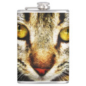 The expressive look of a domestic cat flachmann (Vorderseite)