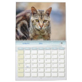 The Feral LIfe Foto Cats 2025 Calendar Kalender (Jan 2026)