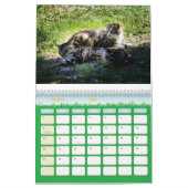 The Feral LIfe Foto Cats 2025 Kalender (Mär 2026)