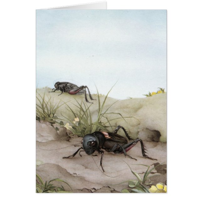 THE FIELD-KRICKET (Vorne)