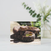 The Florida Cottonmouth - Learning Postcard Postkarte (Stehend Vorderseite)