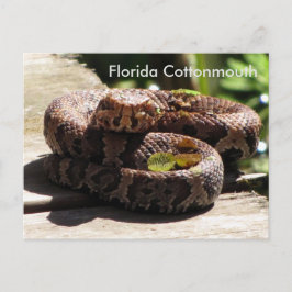 The Florida Cottonmouth - Learning Postcard Postkarte