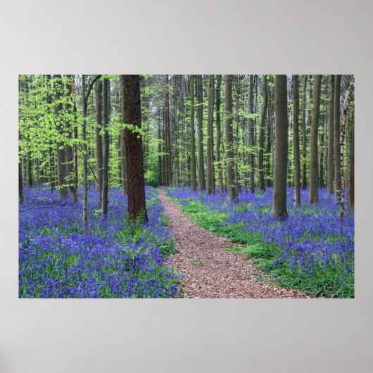 The Forest of Halle | Halle, Belgium Poster (Vorne)