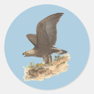 The Golden Eagle (Aquila chrysaetos) NY Bird Image Runder Aufkleber