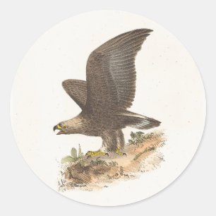 The Golden Eagle (Aquila chrysaetos) NY Bird Image Runder Aufkleber
