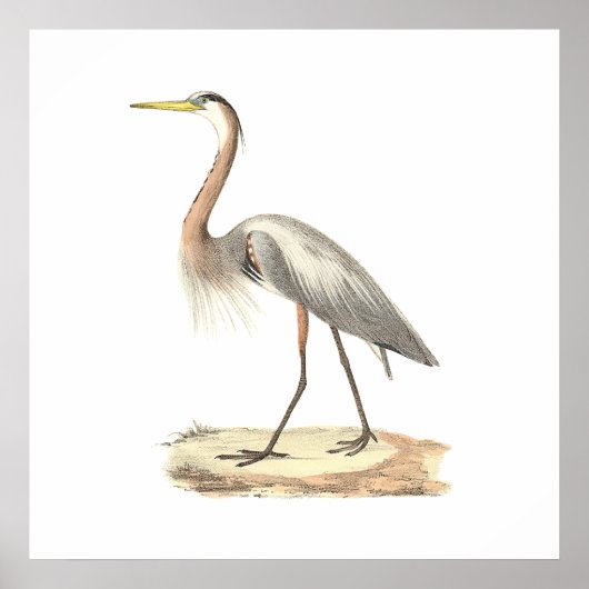 The Great Blue Heron (Ardea herodias) Poster (Vorne)