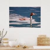 The Great Crested Grebe (Podiceps cristatus) Poster (Küche)