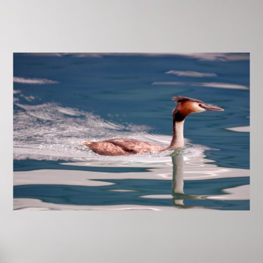 The Great Crested Grebe (Podiceps cristatus) Poster (Vorne)