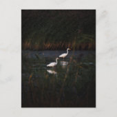 The great egret (Ardea alba) birds Postkarte (Vorderseite)