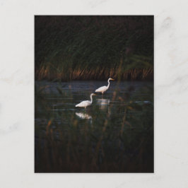 The great egret (Ardea alba) birds Postkarte