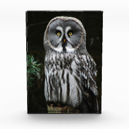 The Great Gray Owl pbcna Fotoblock