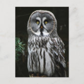 The Great Gray Owl Pccn Postkarte (Vorderseite)