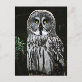 The Great Gray Owl Pccn Postkarte