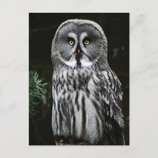 The Great Gray Owl Pccn Postkarte (Vorderseite)