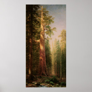 The Great Trees, von Albert Bierstadt Poster
