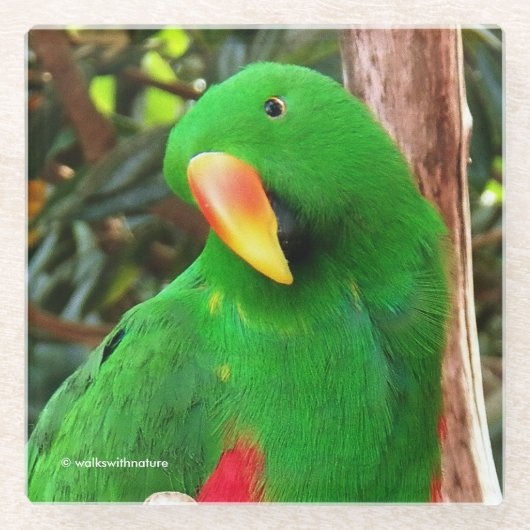 "The Green Orator" Eclectus Parrot Glasuntersetzer (Vorderseite)
