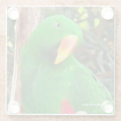 "The Green Orator" Eclectus Parrot Glasuntersetzer (Rückseite)
