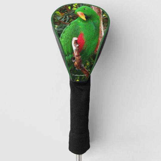"The Green Orator" Eclectus Parrot Golf Headcover (Vorderseite)