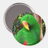 "The Green Orator" Eclectus Parrot Magnet (Vorderseite/Rückseite)