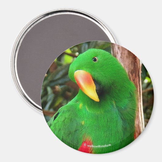 "The Green Orator" Eclectus Parrot Magnet (Vorderseite/Rückseite)