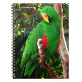 "The Green Orator" Eclectus Parrot Notizblock (Vorderseite)