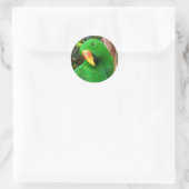 "The Green Orator" Eclectus Parrot Runder Aufkleber (Tasche)