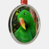 "The Green Orator" Eclectus Parrot Silbernes Ornament (Rechts)