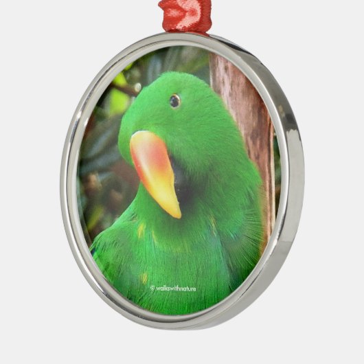 "The Green Orator" Eclectus Parrot Silbernes Ornament (Links)