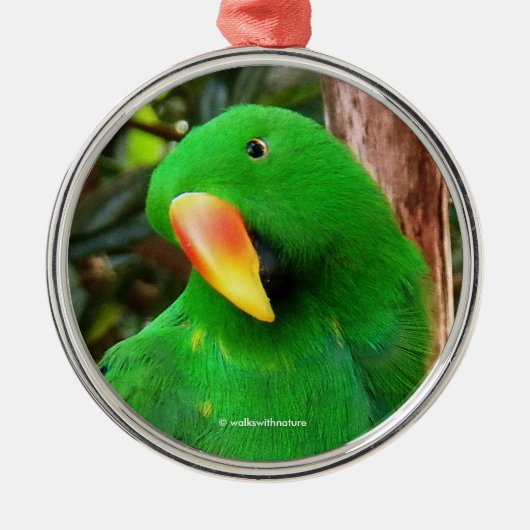"The Green Orator" Eclectus Parrot Silbernes Ornament (Vorne)