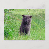 The Grey Stray - Cat Postcard Postkarte (Vorderseite)