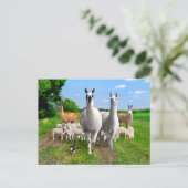 "The Guard Llamas" Postkarte (Stehend Vorderseite)