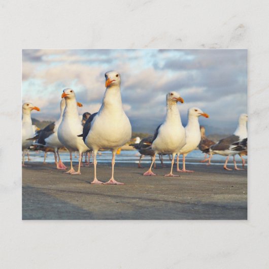 The Gull Gang Postkarte (Vorderseite)
