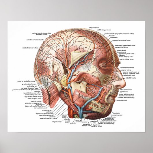 The Human Face and Head Poster (Vorne)
