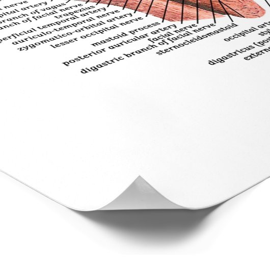 The Human Face and Head Poster (Ecke)