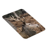 The King's Deer of Richmond Park, London, Großbrit Magnet (Rechte Seite)