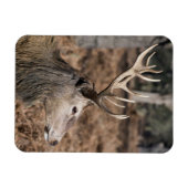 The King's Deer of Richmond Park, London, Großbrit Magnet (Horizontal)