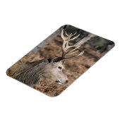 The King's Deer of Richmond Park, London, Großbrit Magnet (Linke Seite)