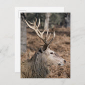 The King's Deer of Richmond Park, London, Großbrit Postkarte (Vorne/Hinten)