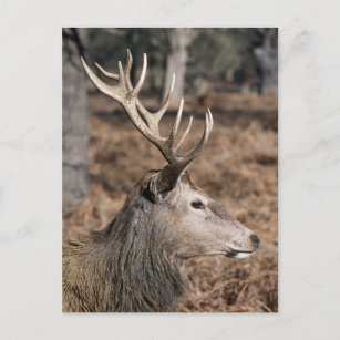 The King's Deer of Richmond Park, London, Großbrit Postkarte