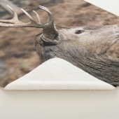 The King's Deer of Richmond Park, London, Großbrit Sherpadecke (3/4)