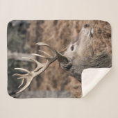 The King's Deer of Richmond Park, London, Großbrit Sherpadecke (Vorderseite (Horizontal))