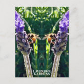 The Lavender & The Bee Postkarte (Vorderseite)