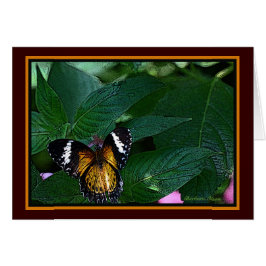 The Leopard Lacewing (Cethosia cyane): Butterfly