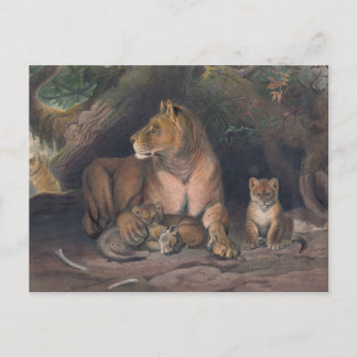 The Lion von Joseph Wolf Postkarte